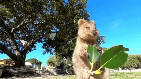 66fa35f12b54d0ee34205a4b845cd9c1_1759217486_6695.gif