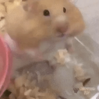 ba22f511572d05e126ba4799dd352b94_1759140577_8909.gif