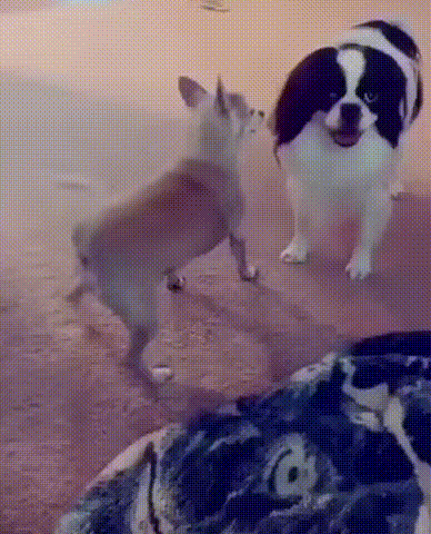 6f1d9417cdc5c9b4e52d7d3e20b20ea4_1760000834_233.gif