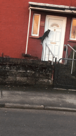7d7ce99164a24bd6ada17414beccce89_1760593249_6724.gif