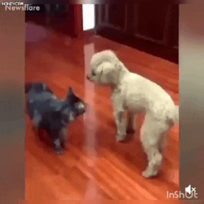 7e1fb1c7ae0ca09eafddff655b8a85b6_1760241590_2118.gif