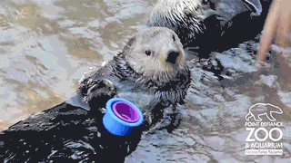 825fad1c264f923d0f73b0edd80c295c_1760918907_5671.gif