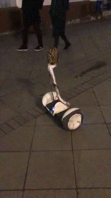 825fad1c264f923d0f73b0edd80c295c_1760924147_923.gif