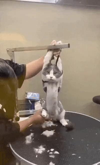 b118951b68289648ef12f0d48a7995cb_1760572291_3342.gif