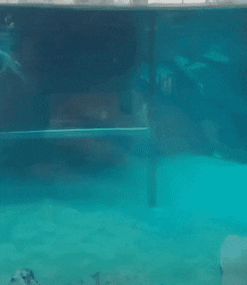 de132c37a73cf0c7c34d64ae893de865_1759901194_7131.gif